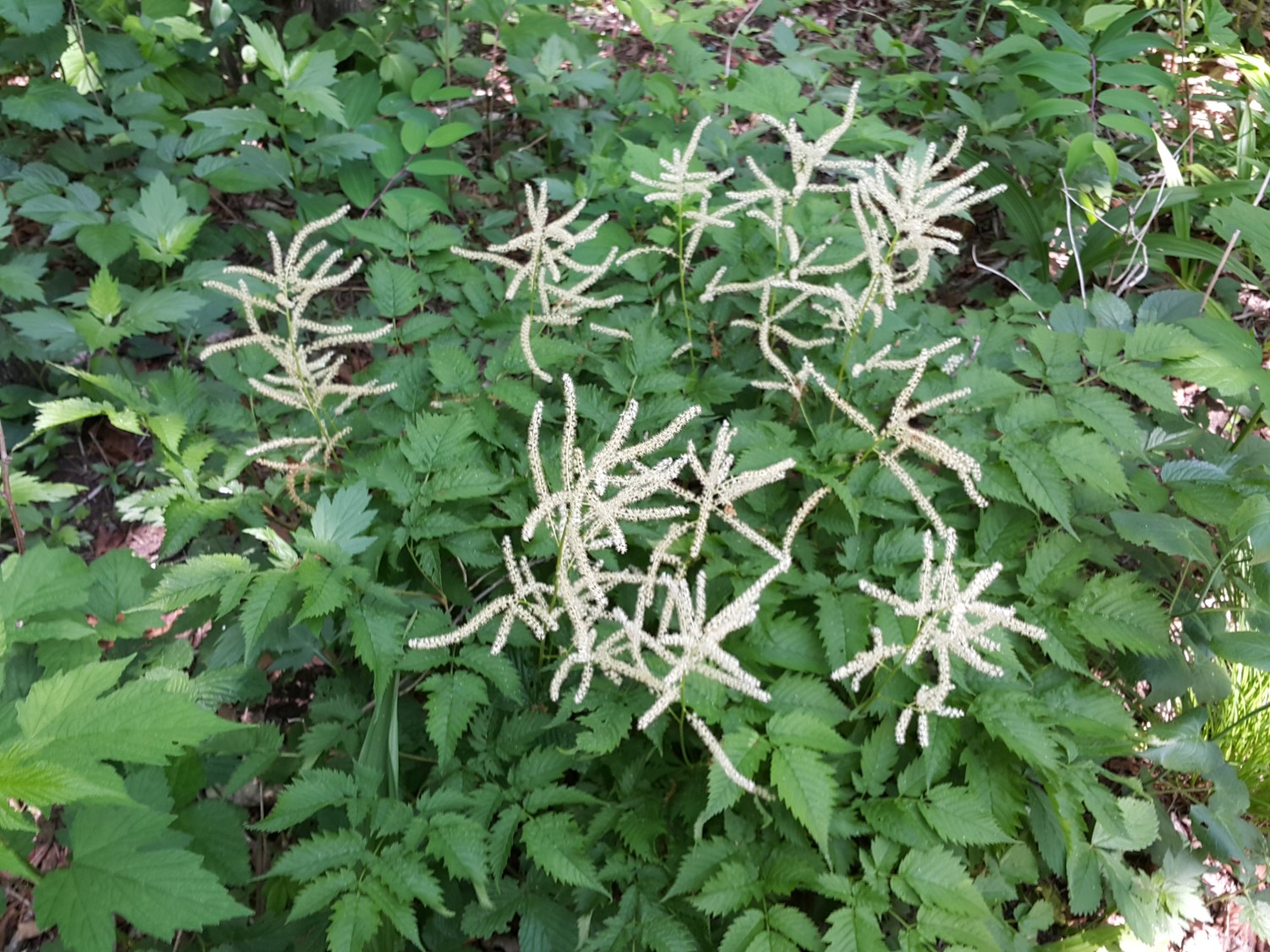 Aruncus dioicus var. kamtschaticu